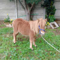 Miniature horse