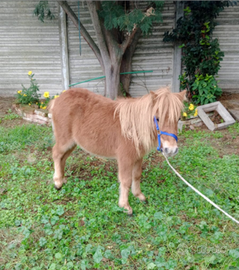 Miniature horse