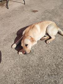 Labrador bianco
