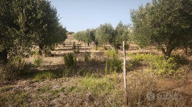  Terreno con uliveto e pozzo 