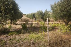  Terreno con uliveto e pozzo 