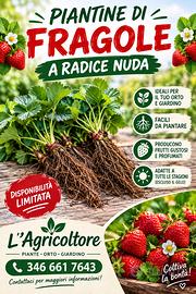 Piante di fragole a radice nuda