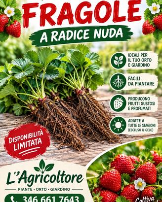 Piante di fragole a radice nuda