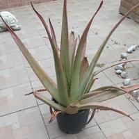 Pianta di aloe vera