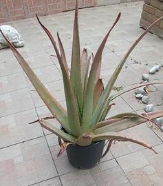 Pianta di aloe vera
