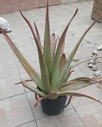 Pianta di aloe vera