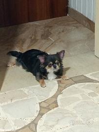 Chihuahua maschio