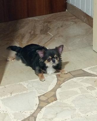 Chihuahua maschio