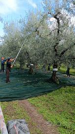 lattine con olio pugliese 