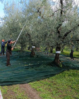 lattine con olio pugliese 