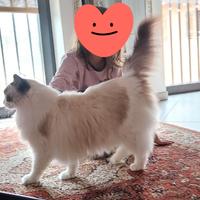 Gatto Ragdoll sterilizzato