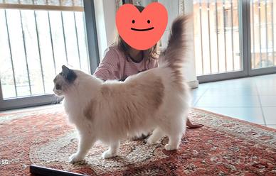 Gatto Ragdoll sterilizzato
