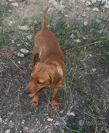 Cane da caccia
