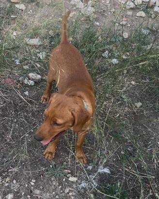 Cane da caccia