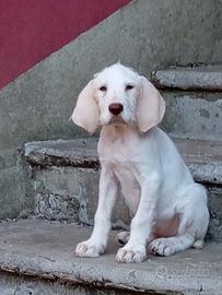 Vendita cuccioli