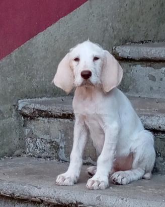 Vendita cuccioli