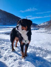 Maschio Bovaro Bernese per accoppiamento