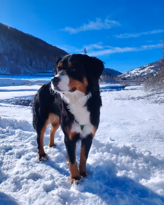 Maschio Bovaro Bernese per accoppiamento