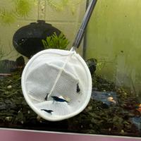 Neocaridine Davidi Blu Dream