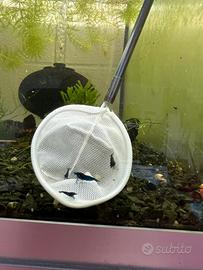 Neocaridine Davidi Blu Dream