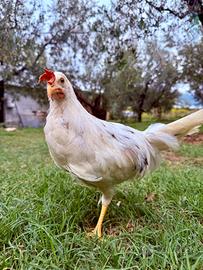Gallo Livornese