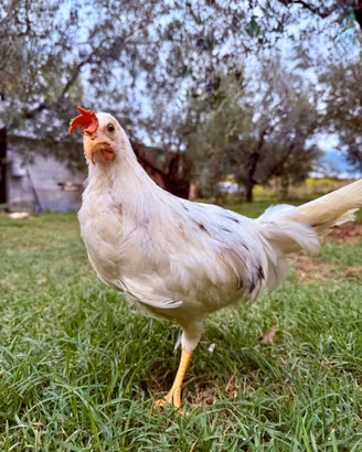 Gallo Livornese