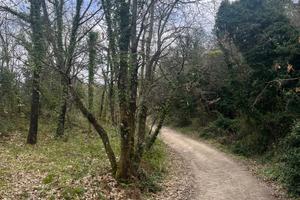 Terreno agricolo con rudere rurale Chianni (PI)