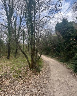Terreno agricolo con rudere rurale Chianni (PI)