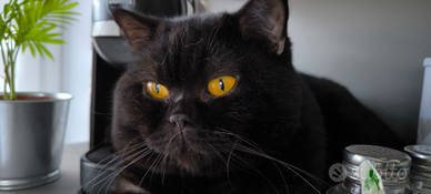 British shorthair per accoppiamento