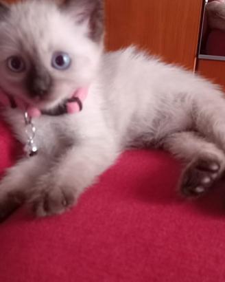 Gattina Siamese