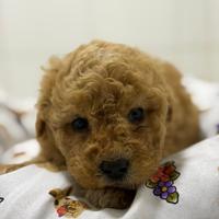 Barboncino toy albicocca