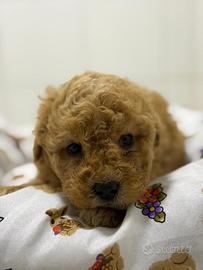 Barboncino toy albicocca