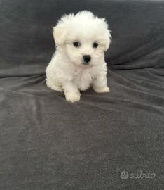 Maltese toy