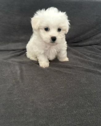 Maltese toy