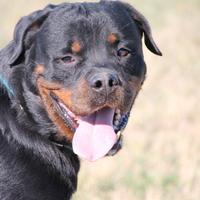 Adozione affettuoso rottweiler a rischio canile