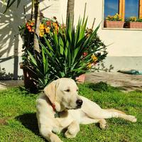 Cucciola Labrador Retriever