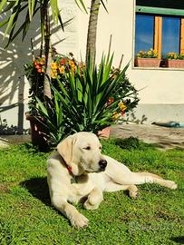 Cucciola Labrador Retriever