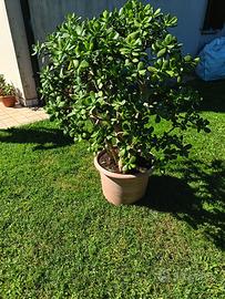 Albero di giada 