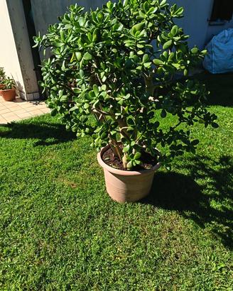 Albero di giada 