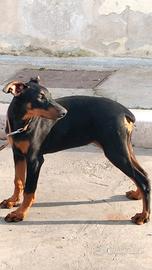 Cuccioli doperman