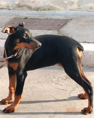 Cuccioli doperman
