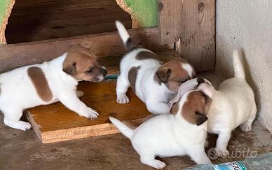 Cuccioli jack russell