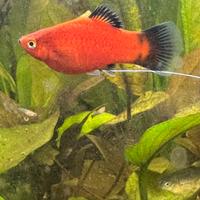 Pesce platy