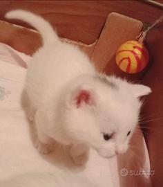 Gattini