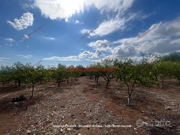 Terreno, Santa Flavia.