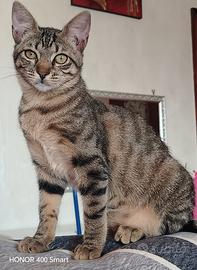 Susy gattina 4 mesi