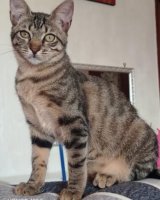 Susy gattina 4 mesi