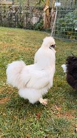 Gallo razza Moroseta bianco