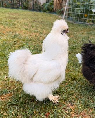 Gallo razza Moroseta bianco