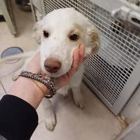 Cucciola 3 mesi futuri 20-25 kg